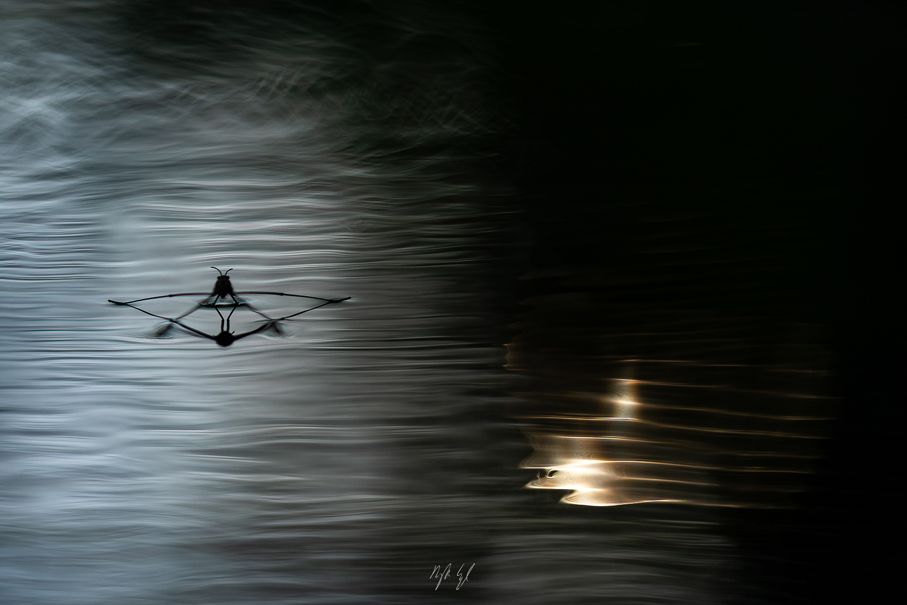 Aquatic Artists