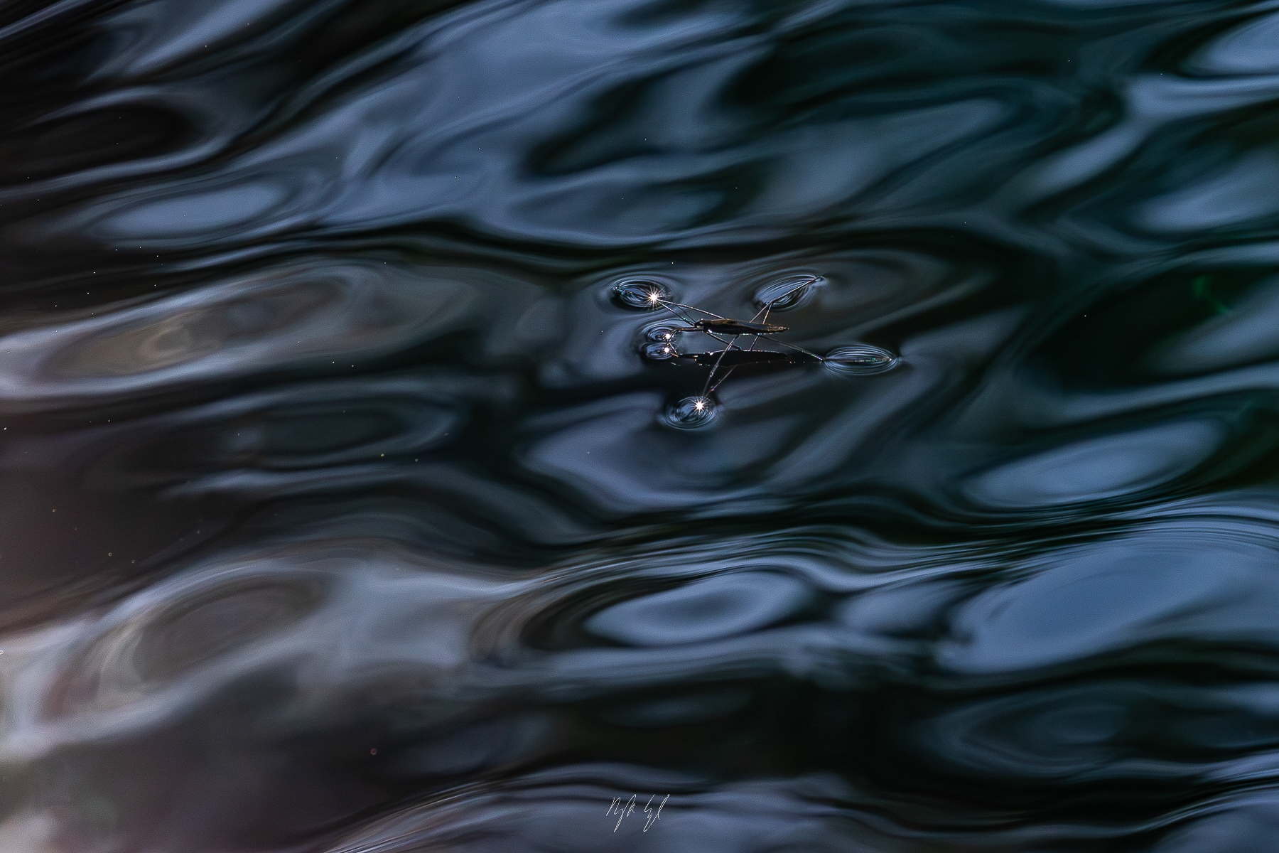 Aquatic Artists