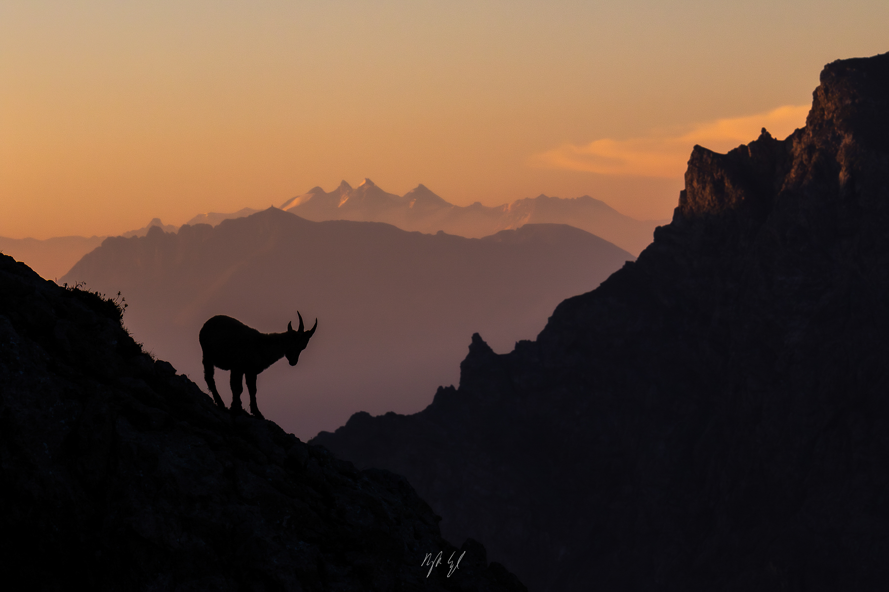 Silhouettes of Grace