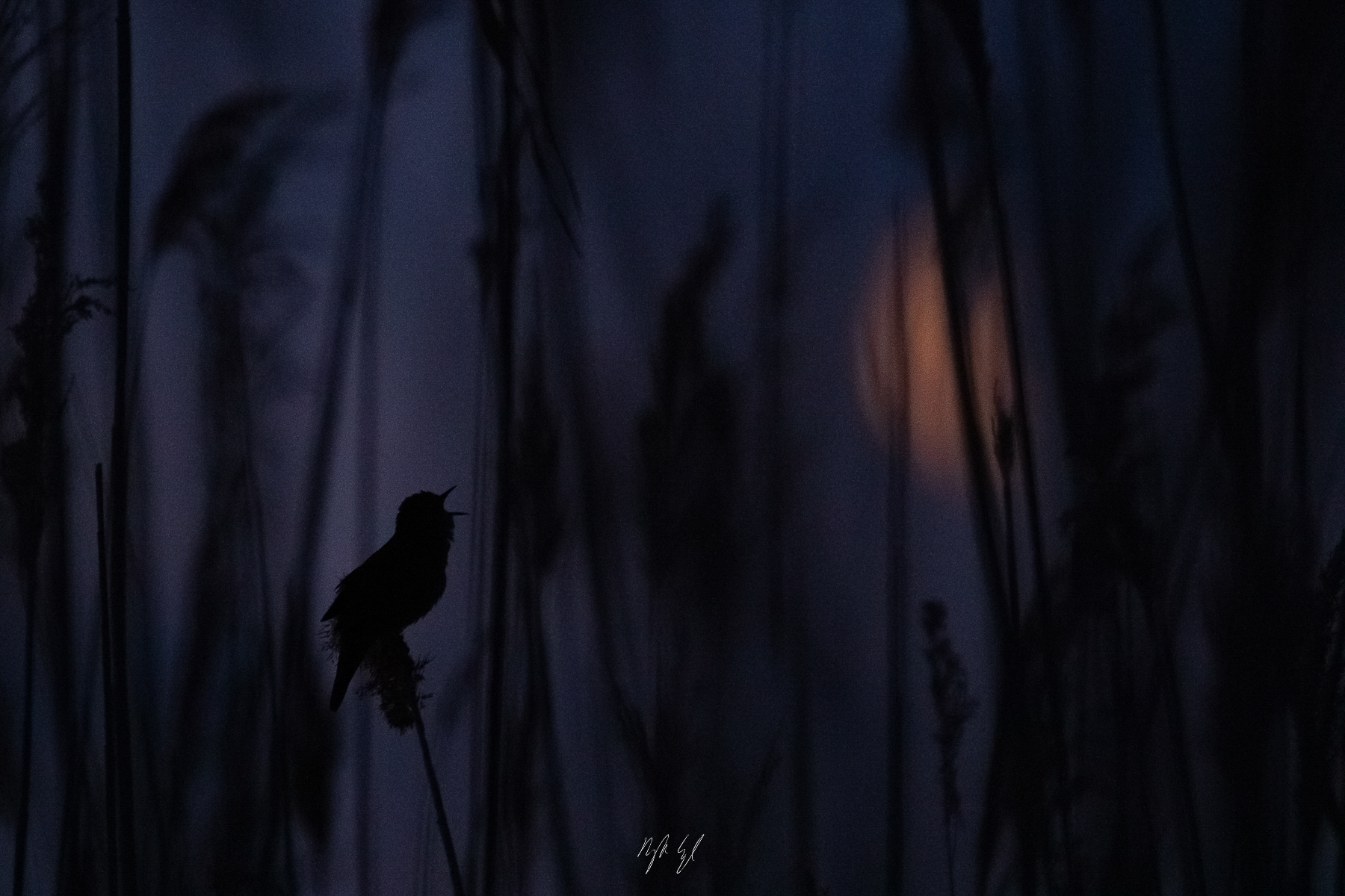 Silhouettes of Grace