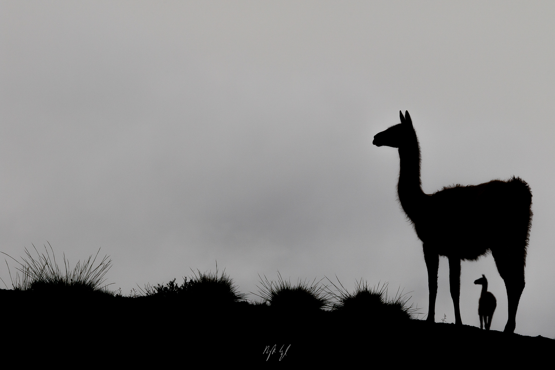 Silhouettes of Grace