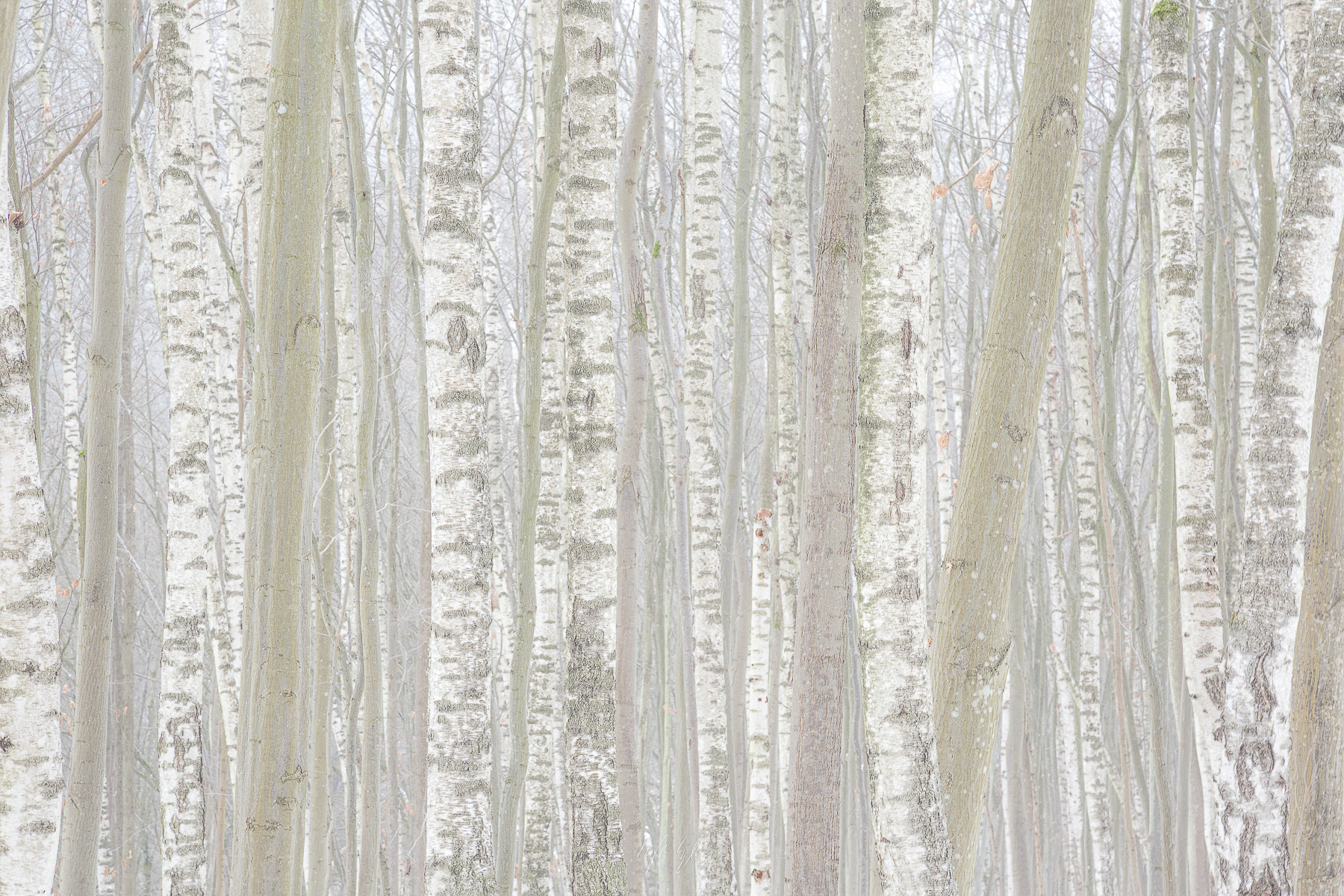 Treentimacy