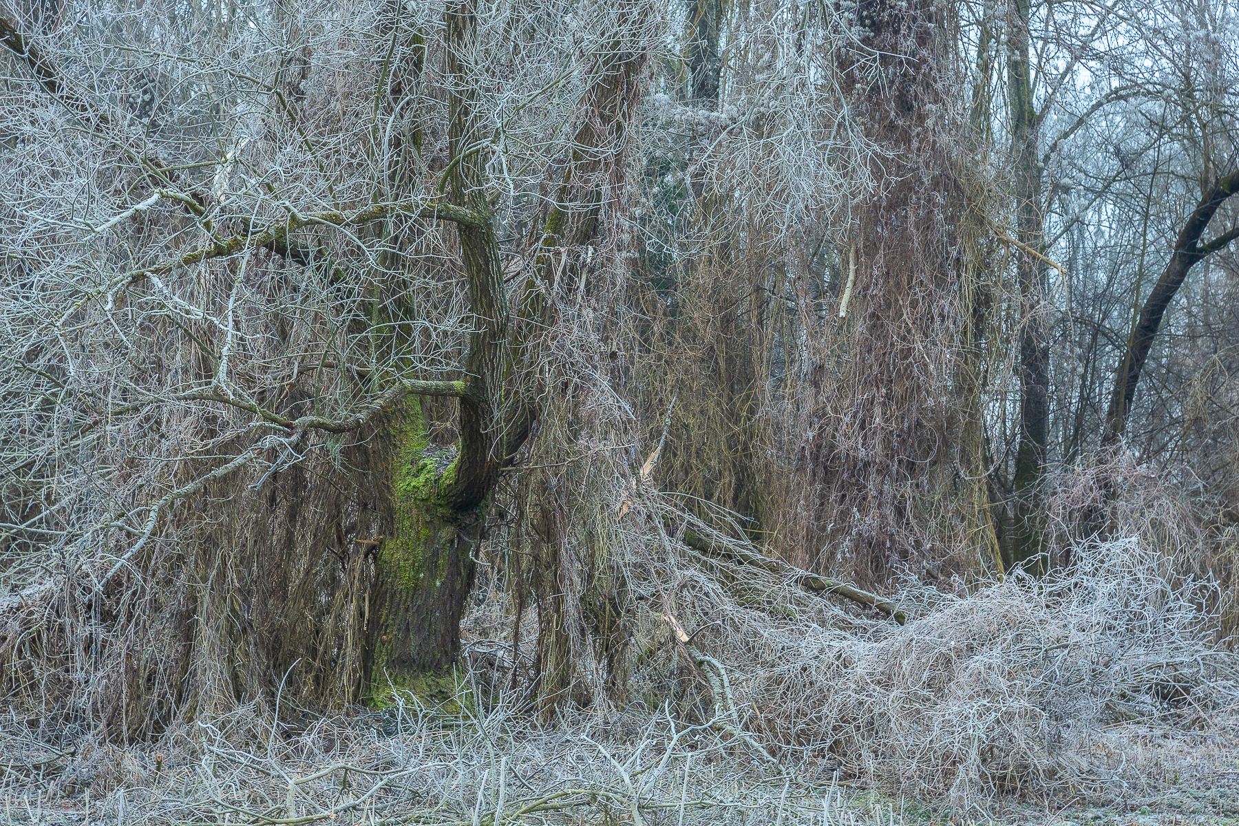 Treentimacy