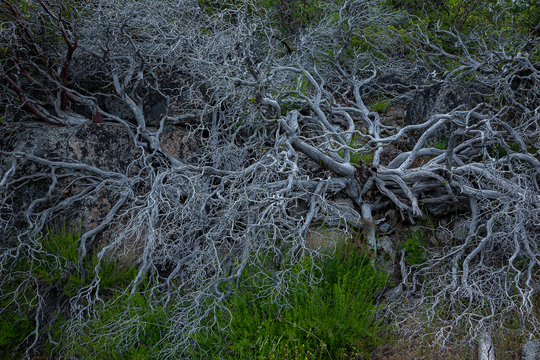 Treentimacy